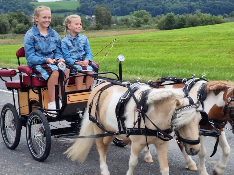 Mini Kuc Szetlandzki Mix Klacz 5 lat 86 cm Izabelowata in Kirchberg bei Mattighofen