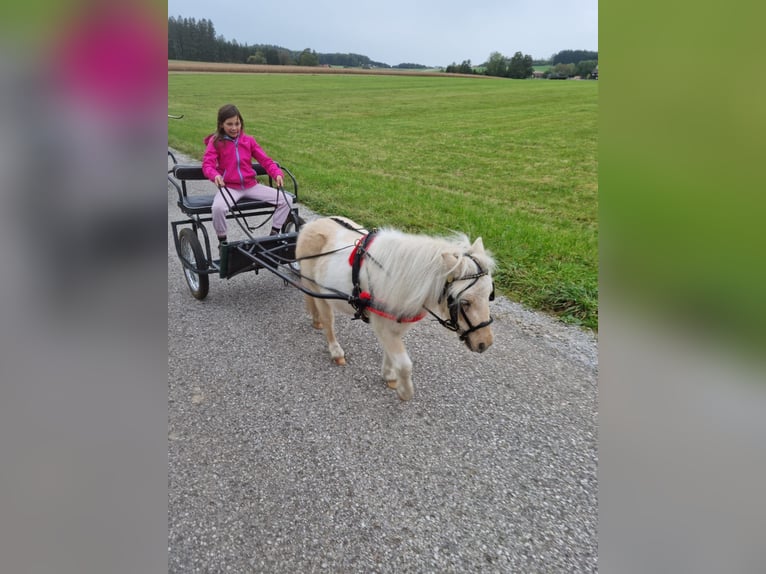 Mini Kuc Szetlandzki Mix Klacz 5 lat 86 cm Izabelowata in Kirchberg bei Mattighofen