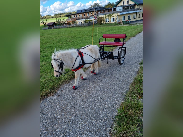 Mini Kuc Szetlandzki Mix Klacz 5 lat 86 cm Izabelowata in Kirchberg bei Mattighofen