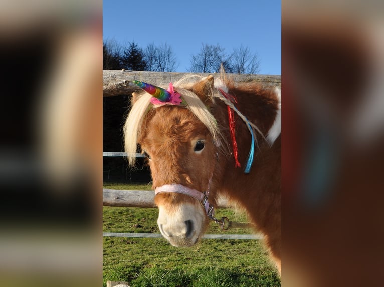 Mini Kuc Szetlandzki Klacz 5 lat 95 cm Srokata in Schwoich