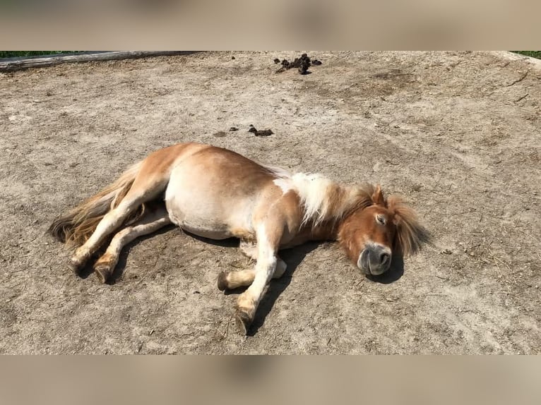 Mini Kuc Szetlandzki Klacz 5 lat 95 cm Srokata in Schwoich