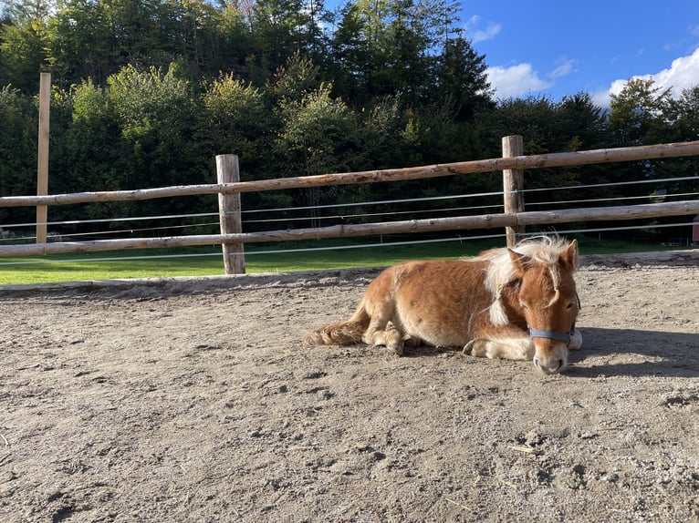 Mini Kuc Szetlandzki Klacz 5 lat 95 cm Srokata in Schwoich