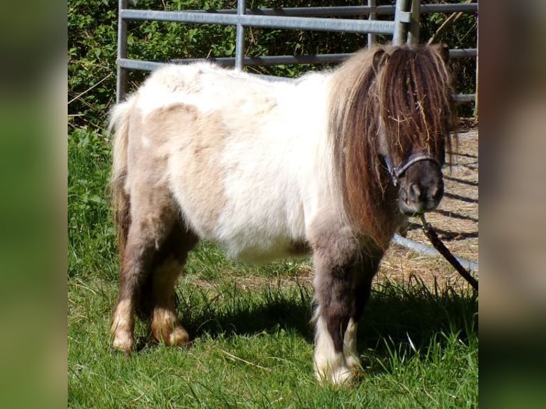 Mini Kuc Szetlandzki Klacz 6 lat 74 cm Srokata in Arnbruck