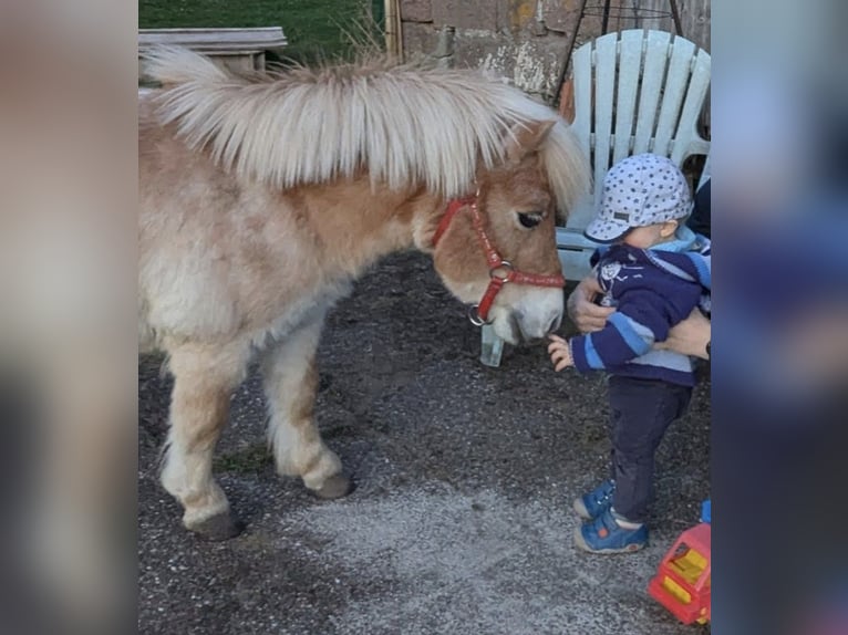 Mini Kuc Szetlandzki Mix Klacz 6 lat 85 cm Izabelowata in Bad Wildbad im Schwarzwald