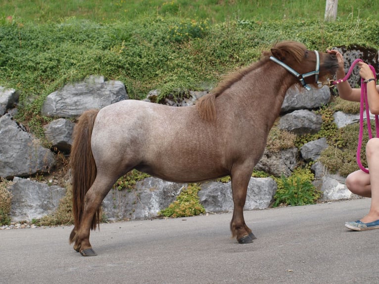 Mini Kuc Szetlandzki Klacz 6 lat 87 cm Kasztanowatodereszowata in Gähwil