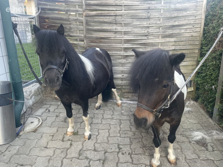 Mini Kuc Szetlandzki Klacz 6 lat  in Wildon