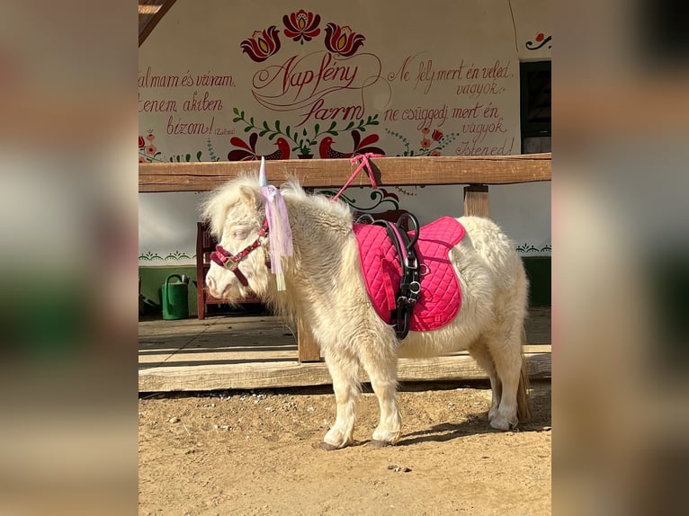 Mini Kuc Szetlandzki Klacz 7 lat 80 cm Cremello in Kisvarda