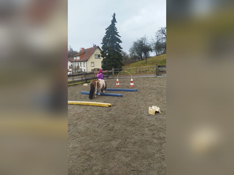 Mini Kuc Szetlandzki Klacz 7 lat Srokata in Hüfingen