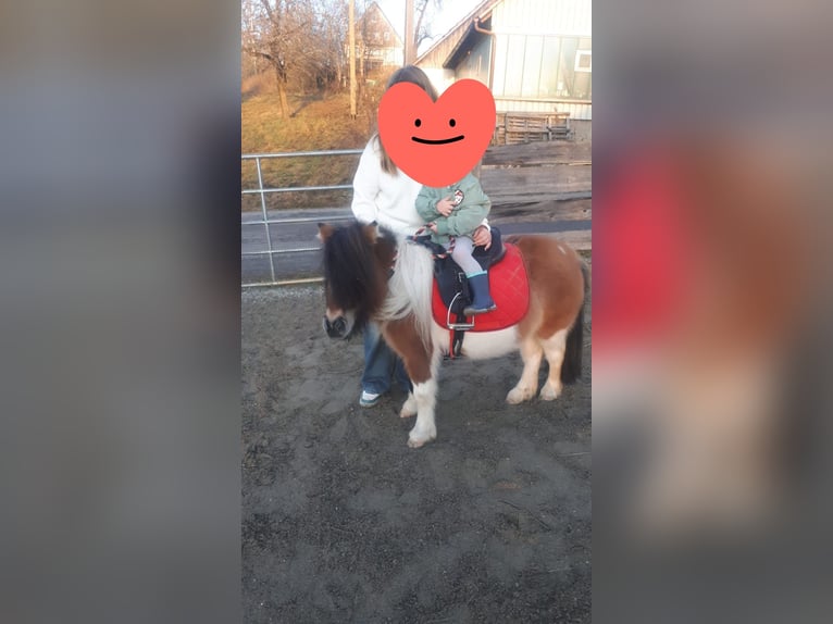 Mini Kuc Szetlandzki Klacz 7 lat Srokata in Hüfingen