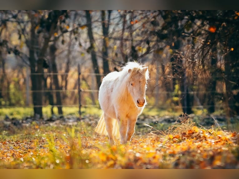 Mini Kuc Szetlandzki Klacz 8 lat 80 cm Cremello in Kisvárda