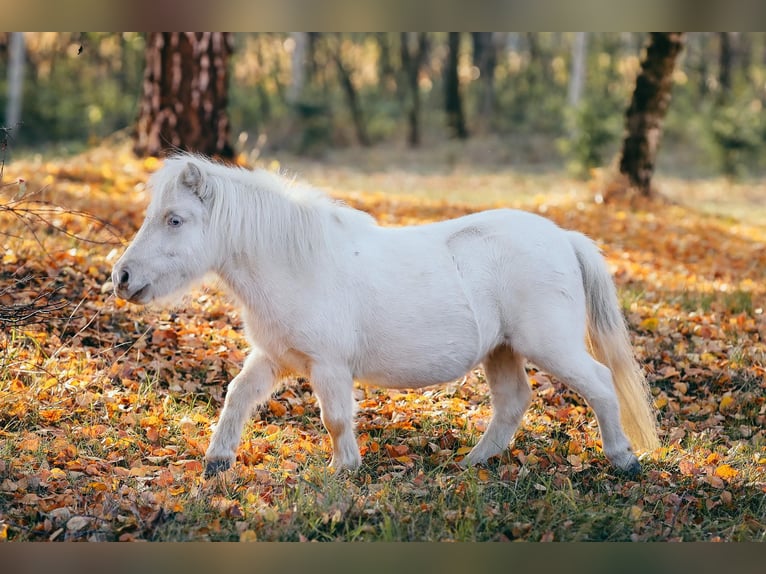 Mini Kuc Szetlandzki Klacz 8 lat 80 cm Cremello in Kisvárda