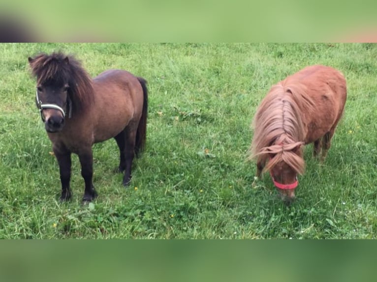 Mini Kuc Szetlandzki Klacz 8 lat Cisawa in Saalfelden