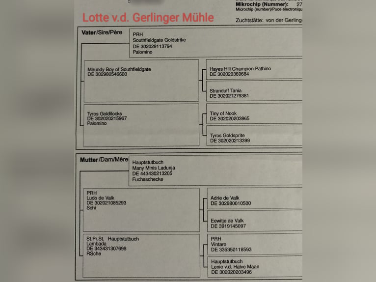 Mini Kuc Szetlandzki Klacz 8 lat in Wetzlar