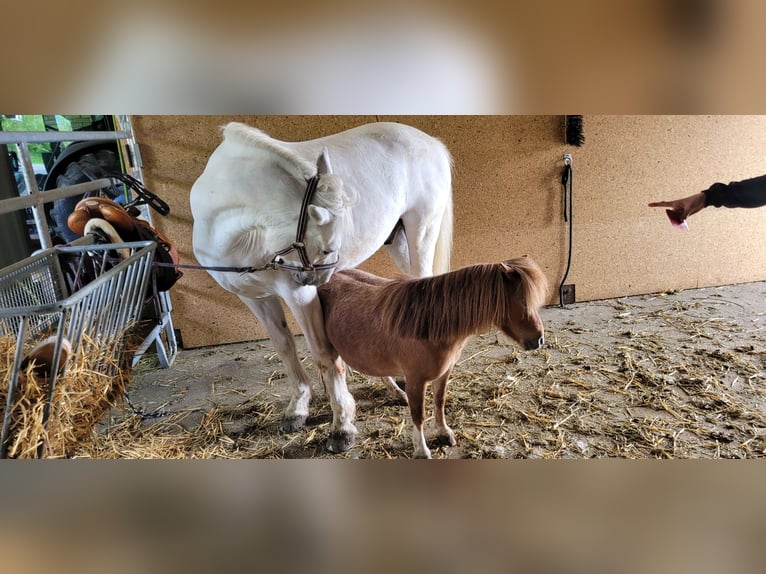 Mini Kuc Szetlandzki Klacz 9 lat 85 cm Srokata in Waldkirch