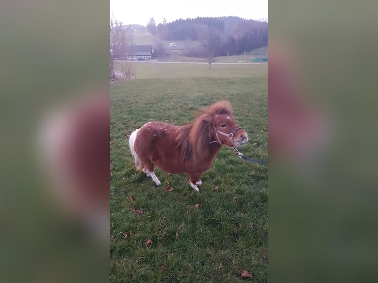 Mini Kuc Szetlandzki Klacz 9 lat 85 cm Srokata in Waldkirch