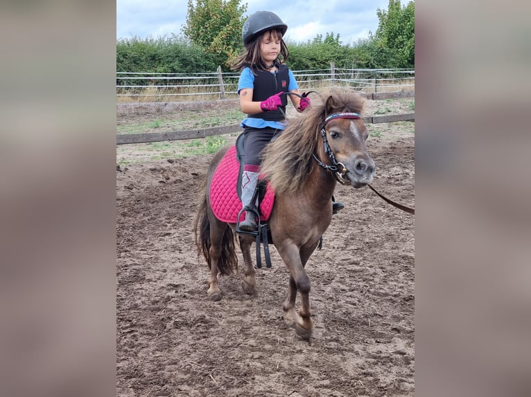 Mini Kuc Szetlandzki Klacz 9 lat 86 cm Ciemnokasztanowata in Wedemark