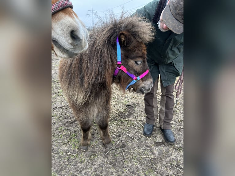 Mini Kuc Szetlandzki Klacz 9 lat 86 cm Ciemnokasztanowata in Wedemark