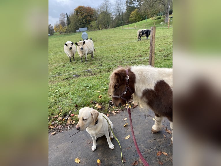 Mini Kuc Szetlandzki Klacz 9 lat 87 cm Srokata in Altenkirchen