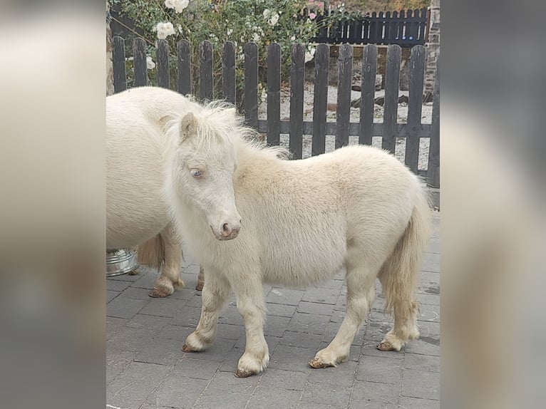 Mini Kuc Szetlandzki Klacz Źrebak (05/2026) 80 cm Cremello in Winkel