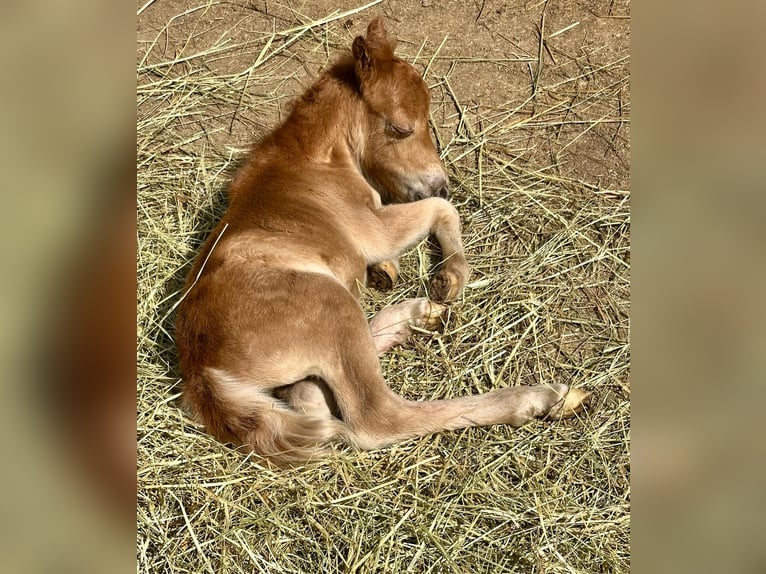 Mini Kuc Szetlandzki Klacz Źrebak (06/2025) 80 cm Kasztanowata in Gau Bickelheim