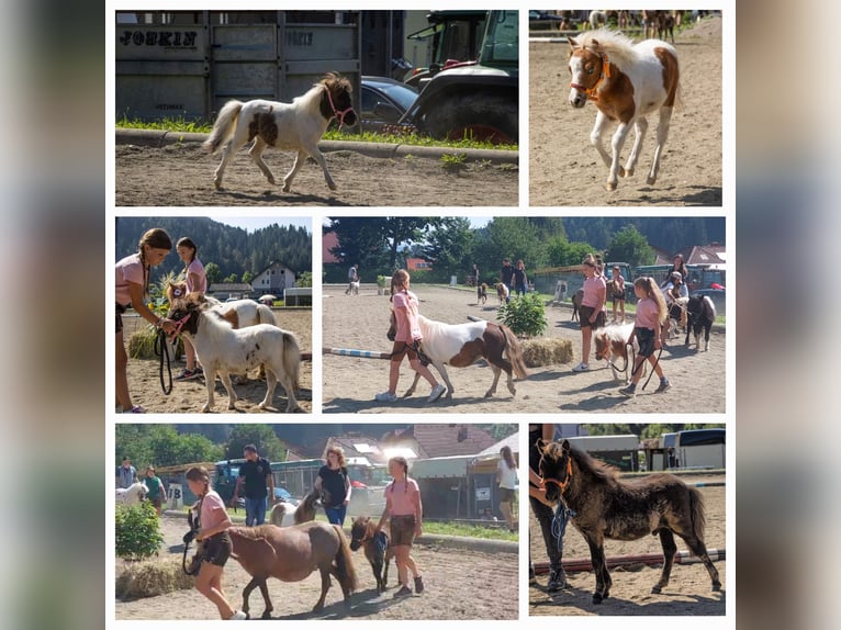 Mini Kuc Szetlandzki Klacz Źrebak (01/2024) in St.Georgen am Kreischberg