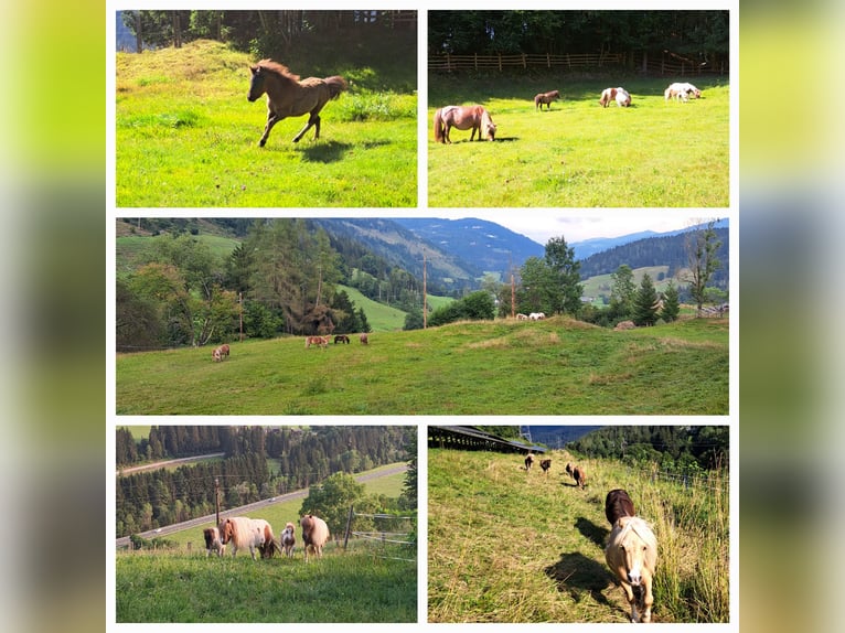 Mini Kuc Szetlandzki Klacz Źrebak (01/2024) in St.Georgen am Kreischberg