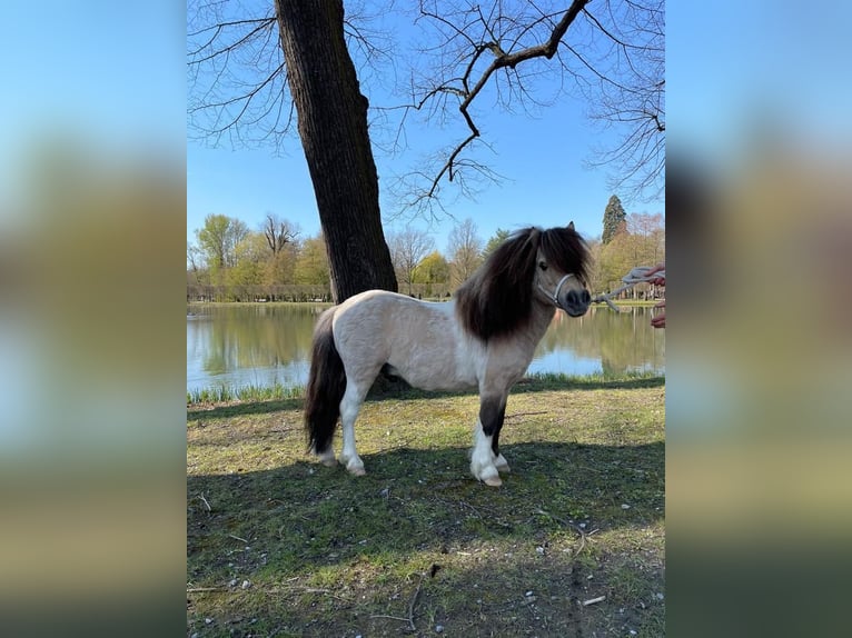 Mini Kuc Szetlandzki Ogier 11 lat 83 cm Bułana in Peiting
