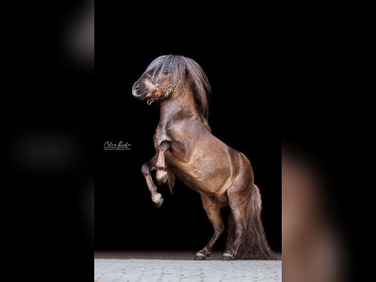 Mini Kuc Szetlandzki Ogier 12 lat 77 cm Ciemnokasztanowata in Dietfurt an der Altmühl