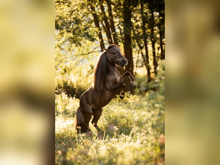 Mini Kuc Szetlandzki Ogier 12 lat 77 cm Ciemnokasztanowata in Dietfurt an der Altmühl