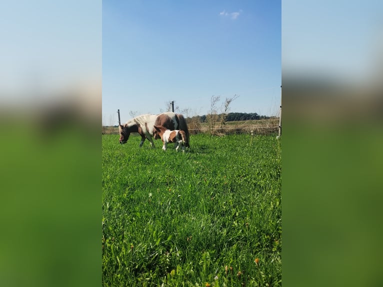 Mini Kuc Szetlandzki Ogier 1 Rok Srokata in Schrozberg
