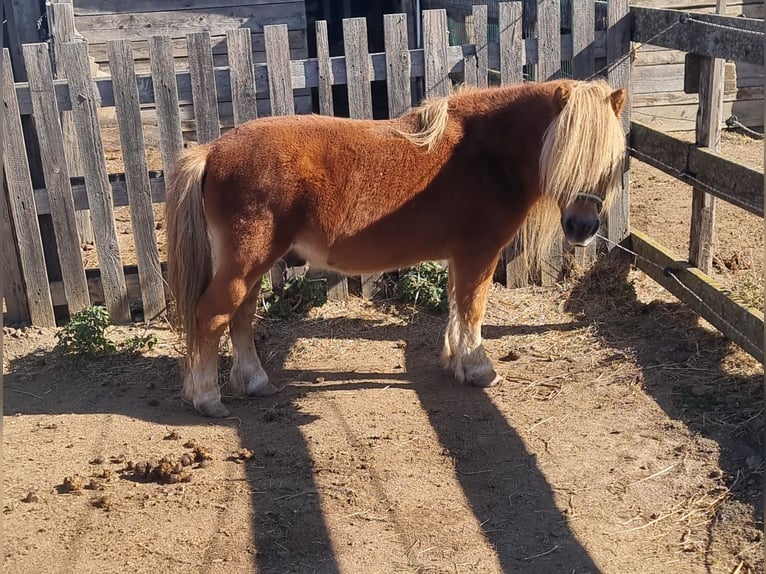 Mini Kuc Szetlandzki Ogier 20 lat 95 cm Kasztanowata in Rechnitz