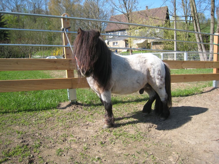 Mini Kuc Szetlandzki Ogier 22 lat 75 cm Karosiwa in Berthelsdorf