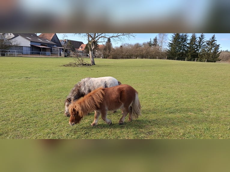 Mini Kuc Szetlandzki Ogier 2 lat 78 cm Kasztanowata in Schnelldorf