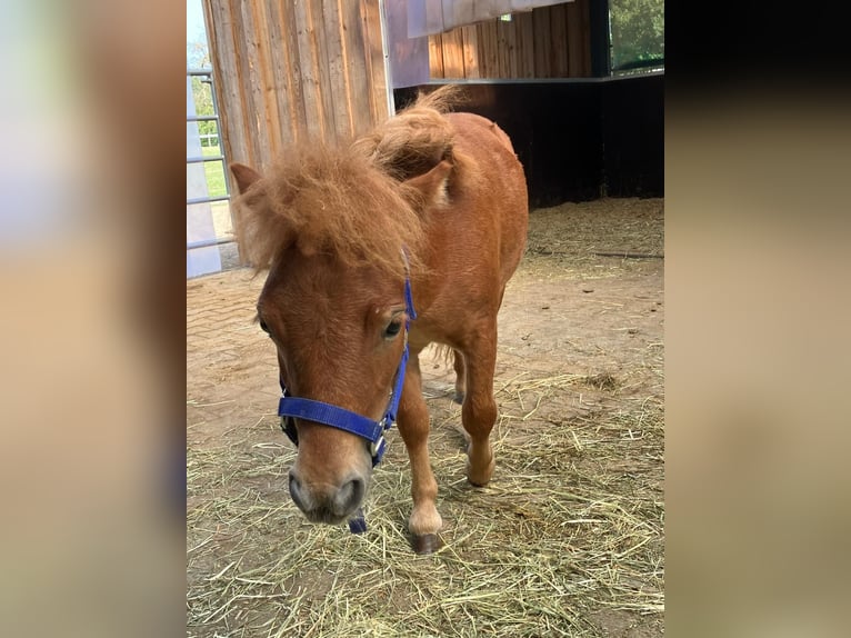 Mini Kuc Szetlandzki Ogier 2 lat 78 cm Kasztanowata in Schnelldorf