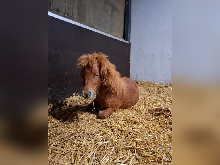 Mini Kuc Szetlandzki Ogier 2 lat 78 cm Kasztanowata in Schnelldorf