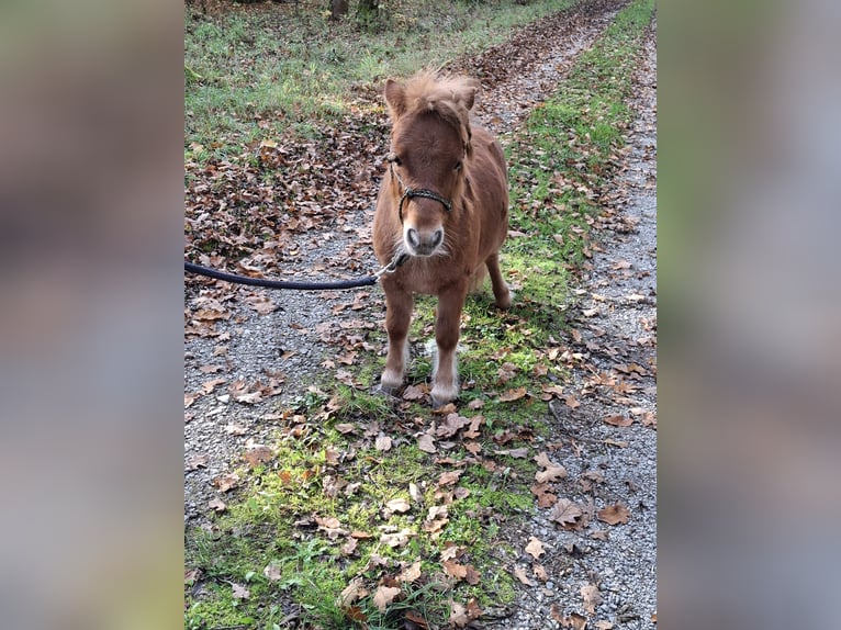 Mini Kuc Szetlandzki Ogier 2 lat 78 cm Kasztanowata in Schnelldorf