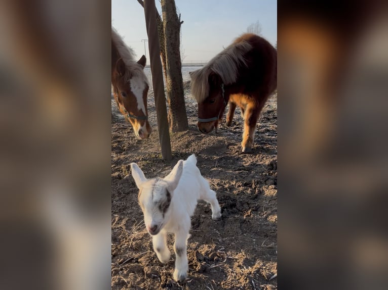 Mini Kuc Szetlandzki Ogier 2 lat 80 cm Kasztanowata in Uckerland