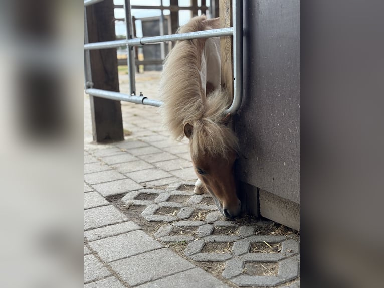 Mini Kuc Szetlandzki Ogier 3 lat 75 cm Srokata in Obertshausen