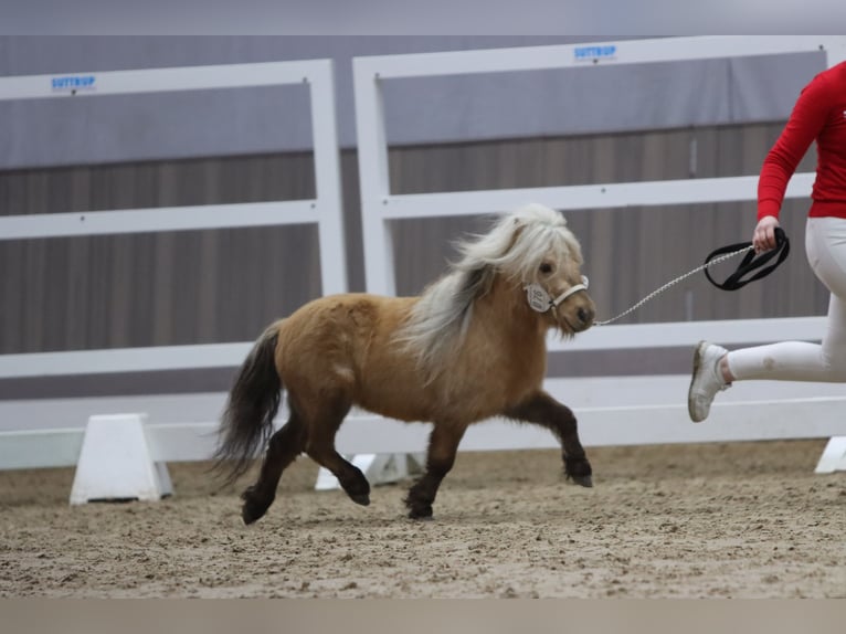 Mini Kuc Szetlandzki Ogier 3 lat 77 cm Izabelowata in Rheine