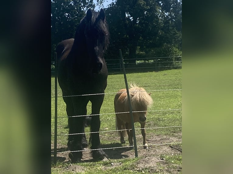 Mini Kuc Szetlandzki Ogier 3 lat 80 cm Kasztanowata in Norderstedt