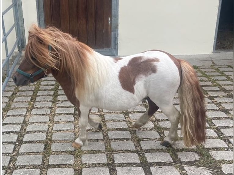 Mini Kuc Szetlandzki Ogier 3 lat 82 cm Kasztanowata in Kaltental