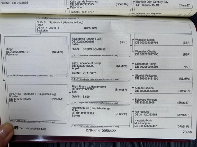 Mini Kuc Szetlandzki Ogier 3 lat 85 cm in Uedem
