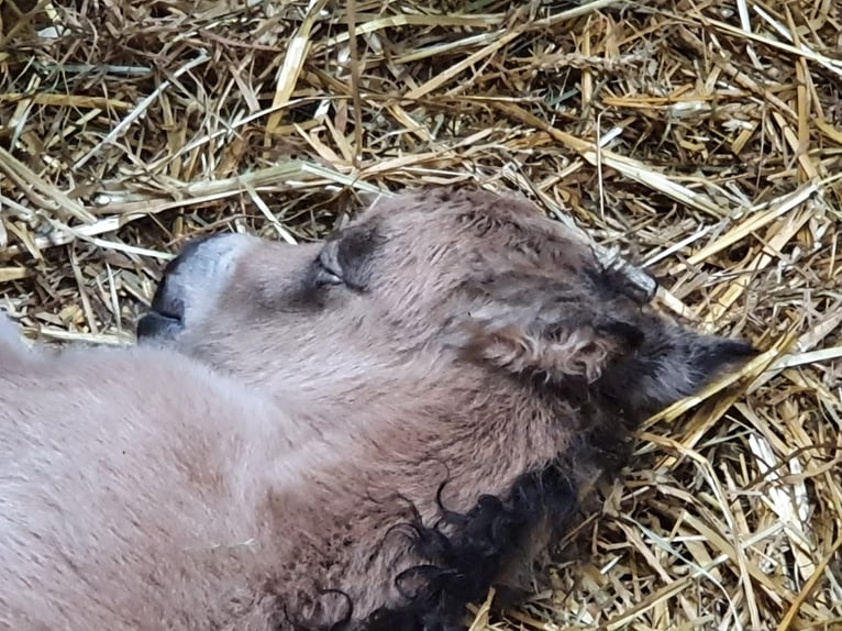 Mini Kuc Szetlandzki Ogier 3 lat 85 cm Srokata in Niederzier