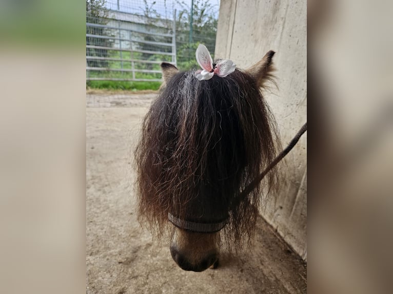 Mini Kuc Szetlandzki Ogier 3 lat 85 cm Srokata in Niederzier