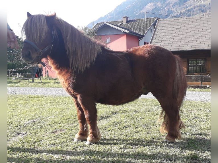 Mini Kuc Szetlandzki Ogier 3 lat Kasztanowata in Kleblach-Lind