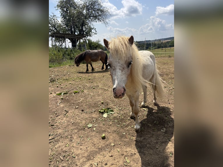 Mini Kuc Szetlandzki Ogier 4 lat 83 cm  in Alfdorf