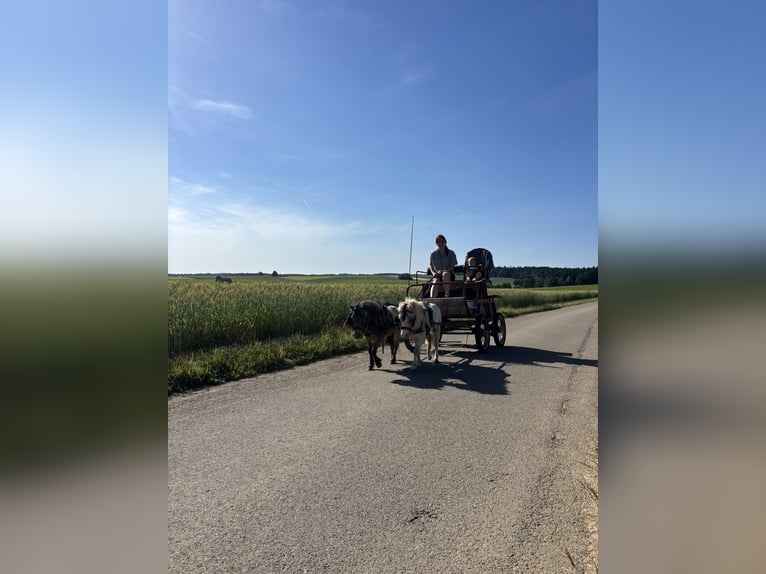 Mini Kuc Szetlandzki Ogier 4 lat 83 cm  in Alfdorf