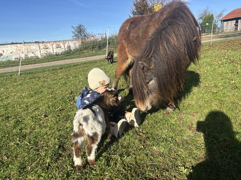 Mini Kuc Szetlandzki Ogier 4 lat 83 cm  in Alfdorf