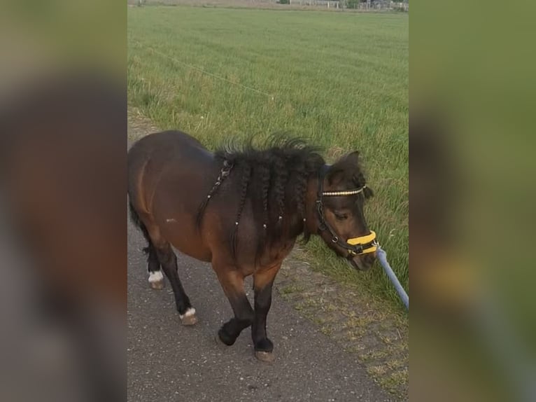 Mini Kuc Szetlandzki Ogier 4 lat 94 cm Srokata in Harderwijk