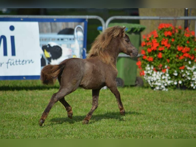 Mini Kuc Szetlandzki Ogier 5 lat 84 cm Jelenia in Bersenbrück